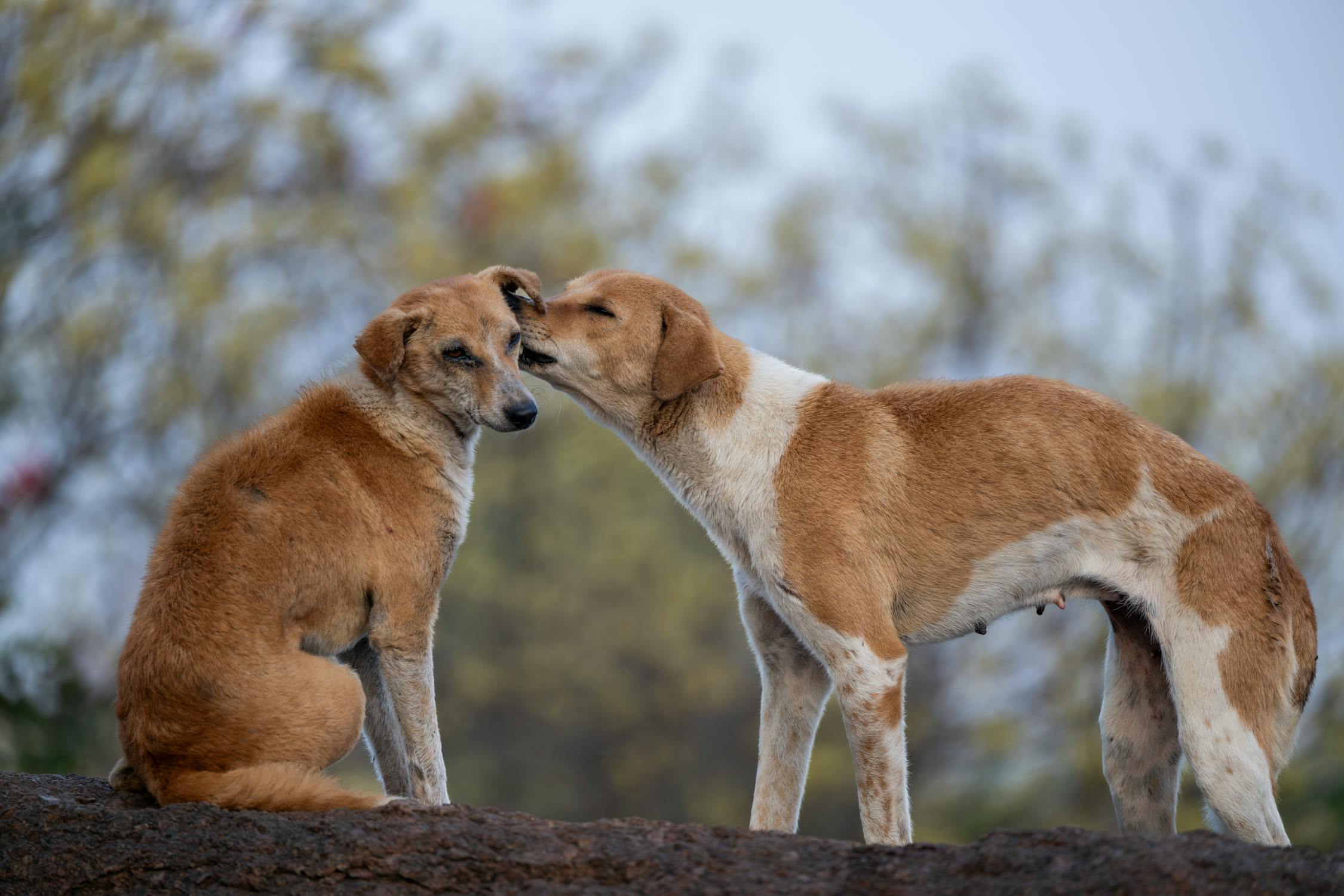 Comment calmer un chien en rut ?