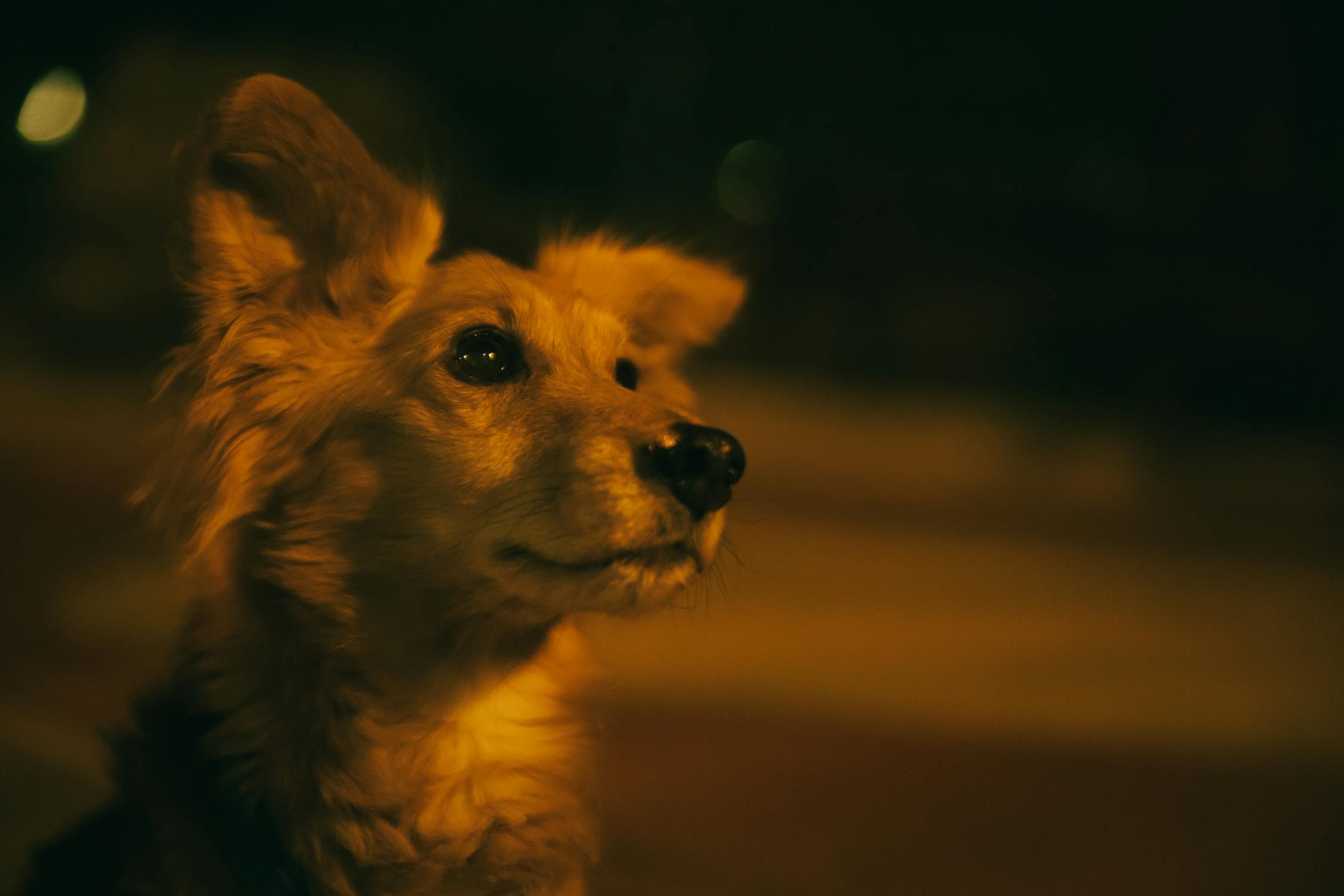 Pourquoi mon chien aboie la nuit ?