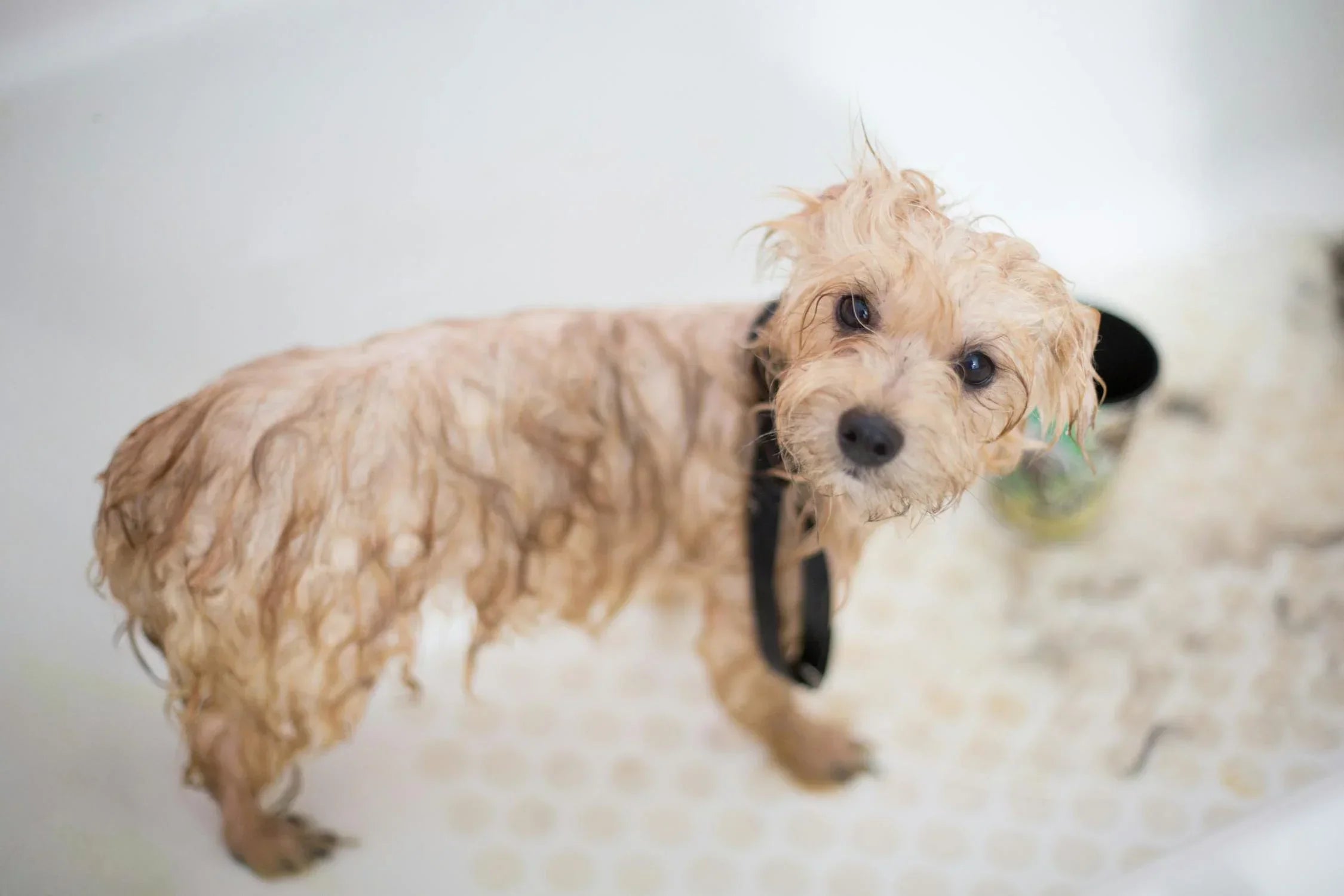 Combien de fois laver son chien ? Fréquence & conseils