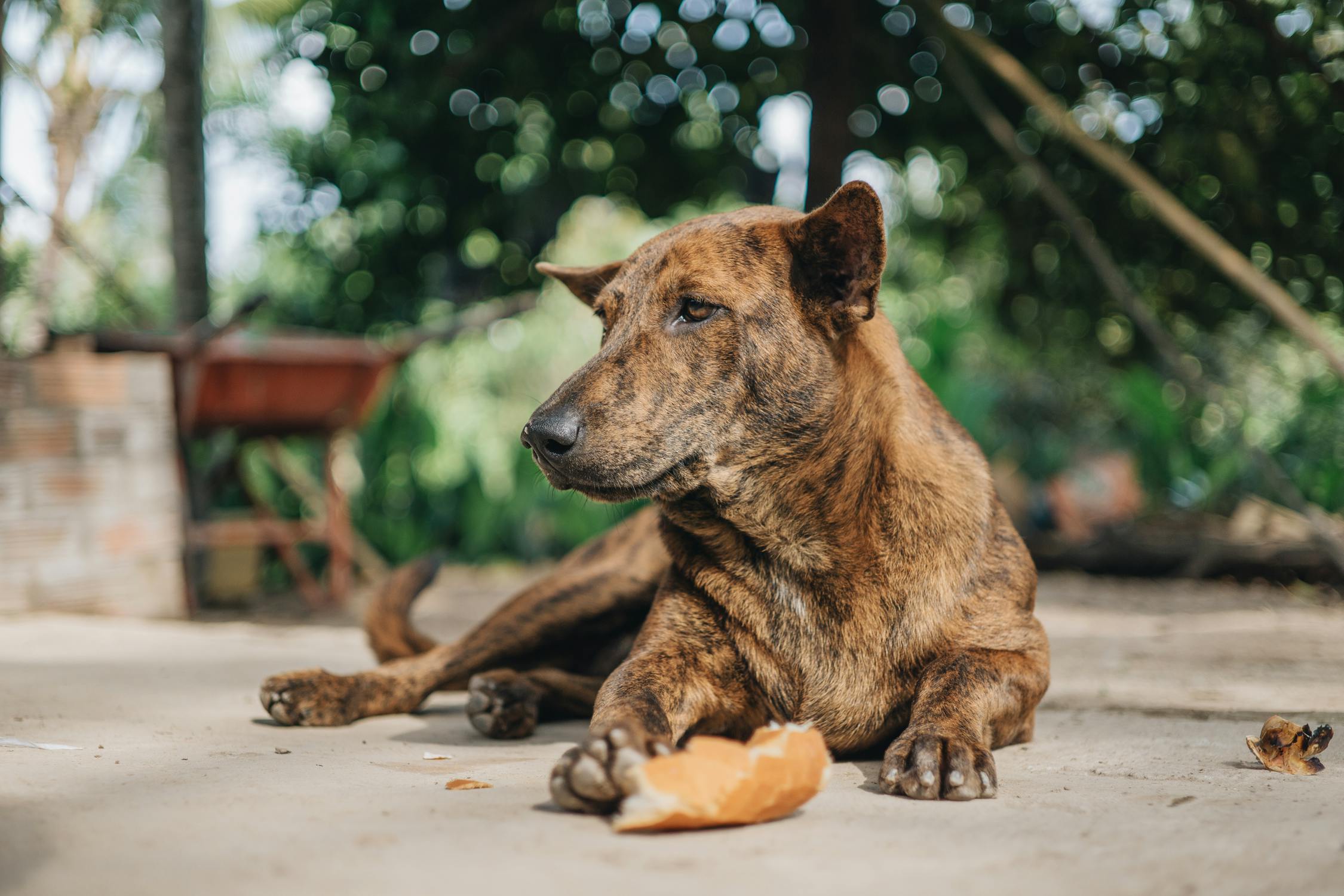 Est-ce que le pain est bon pour les chiens ?