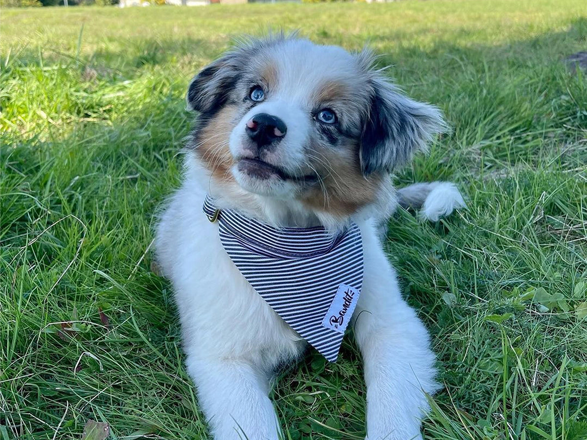 Bandana pour chien - in the navy