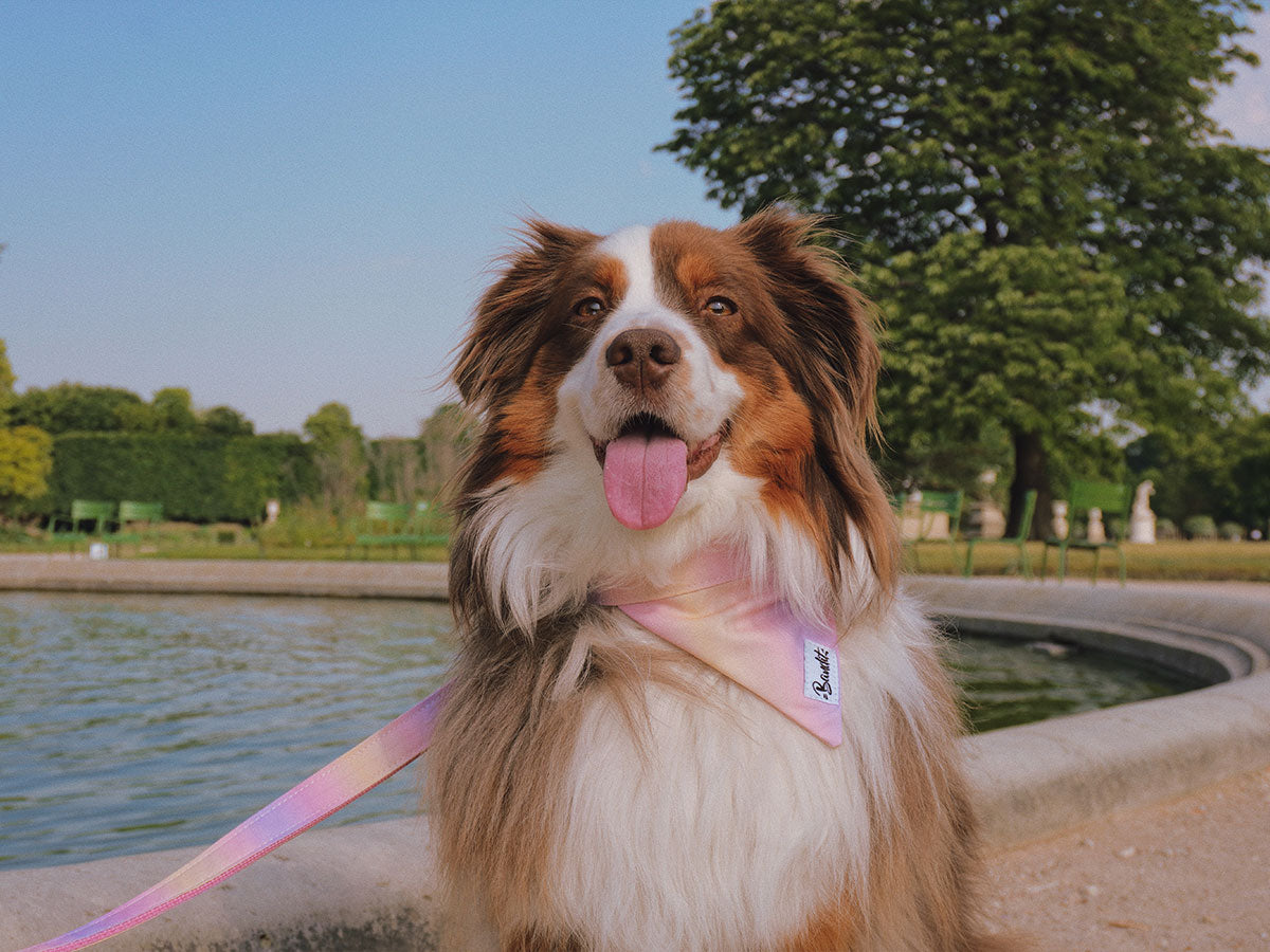 Bandana pour chien - sunset lover