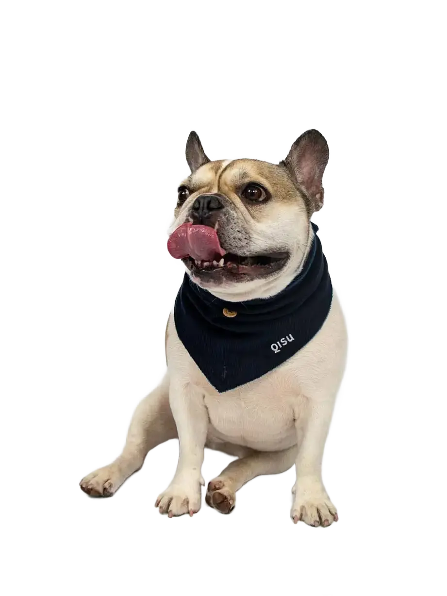 Bandana pour chien - teddy