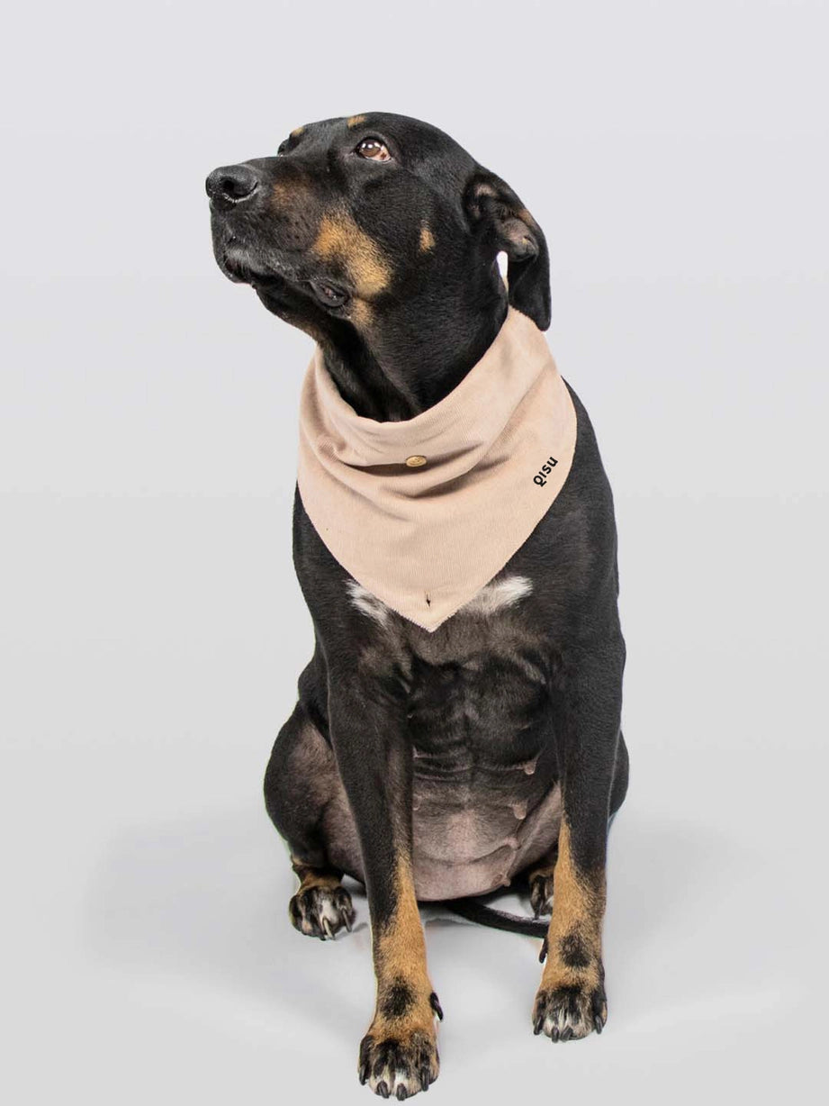 Bandana pour chien - teddy