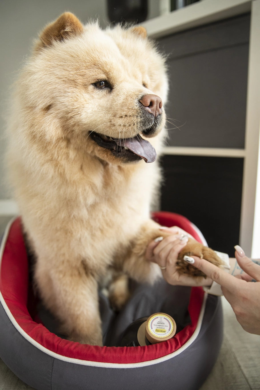 Baume pour chien - rescousse