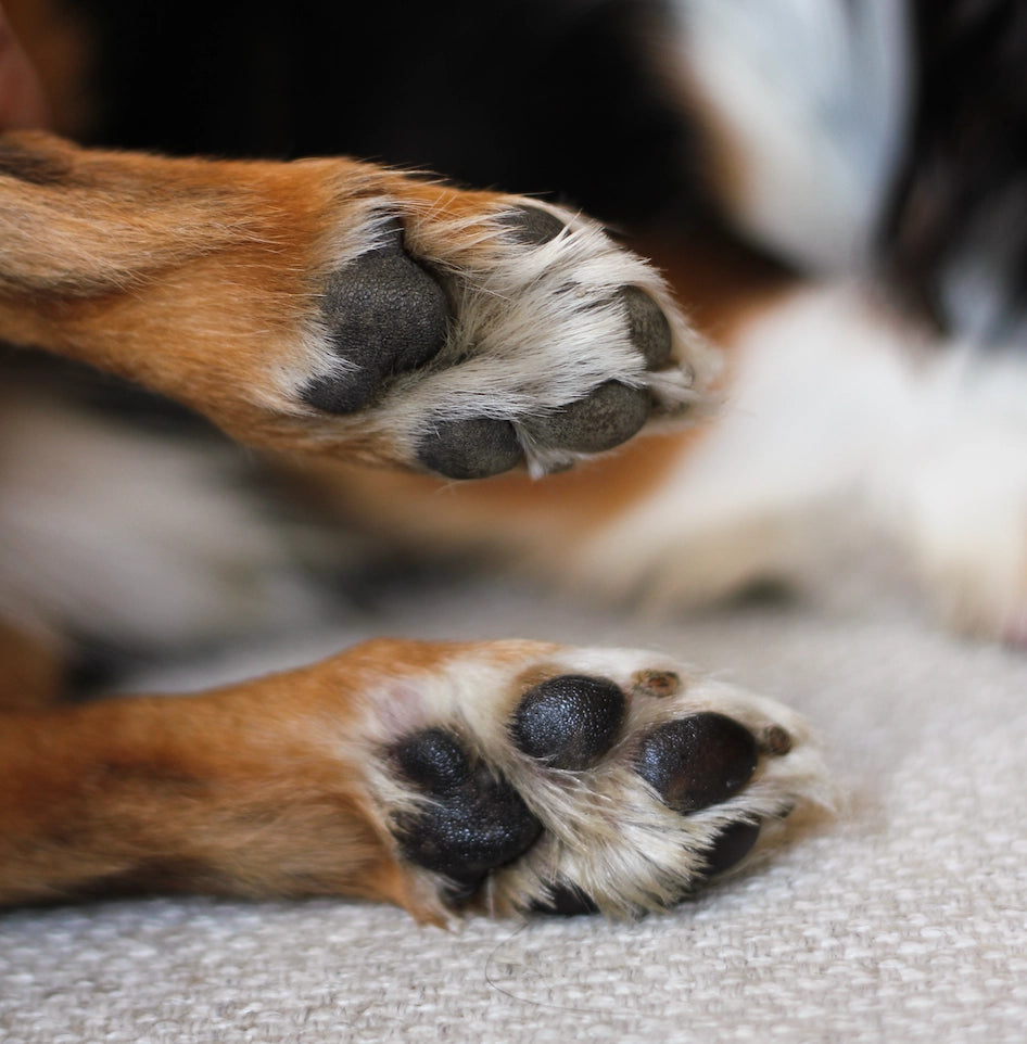 Baume universel pour chien