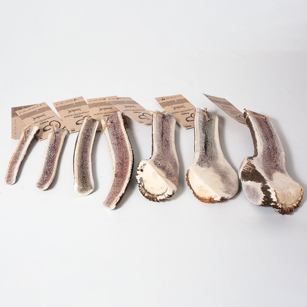 Bois de cerf tranché pour chien - toby