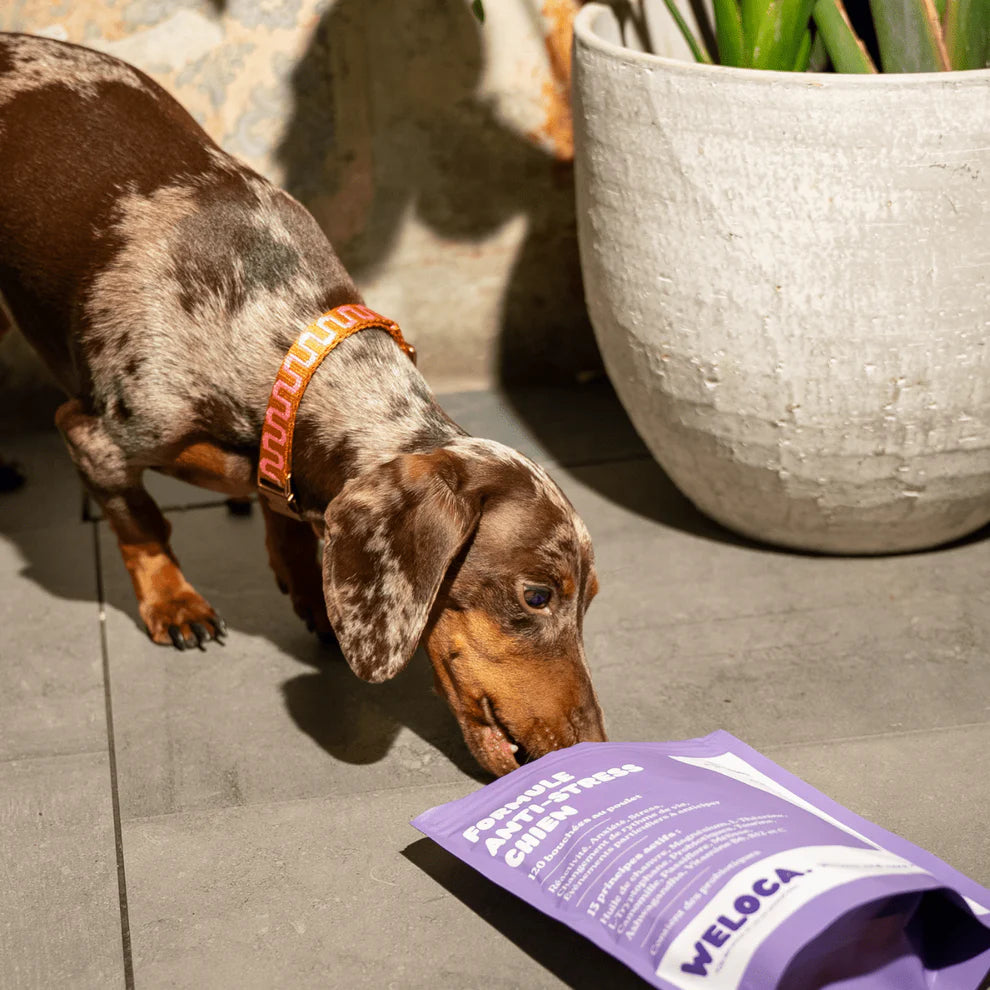 Complément alimentaire pour chien - anti-stress