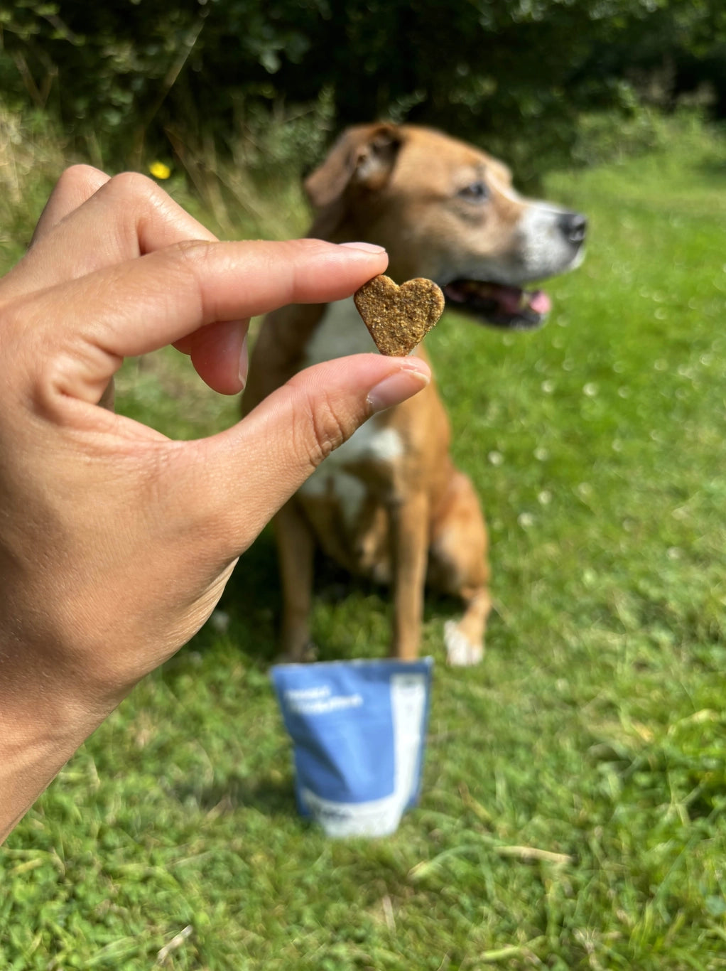Complément alimentaire pour chien - articulations