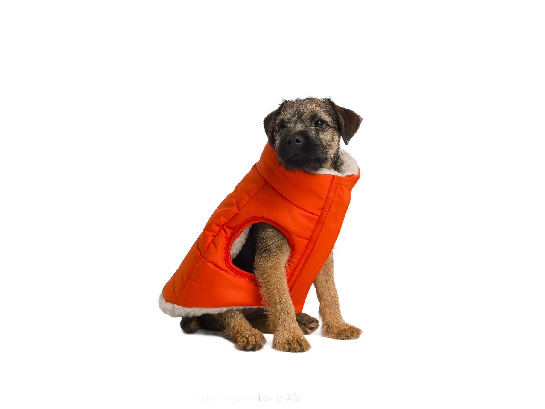 Doudoune pour chien