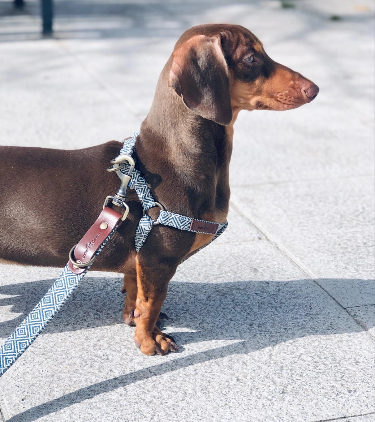 Harnais pour chien - dalton