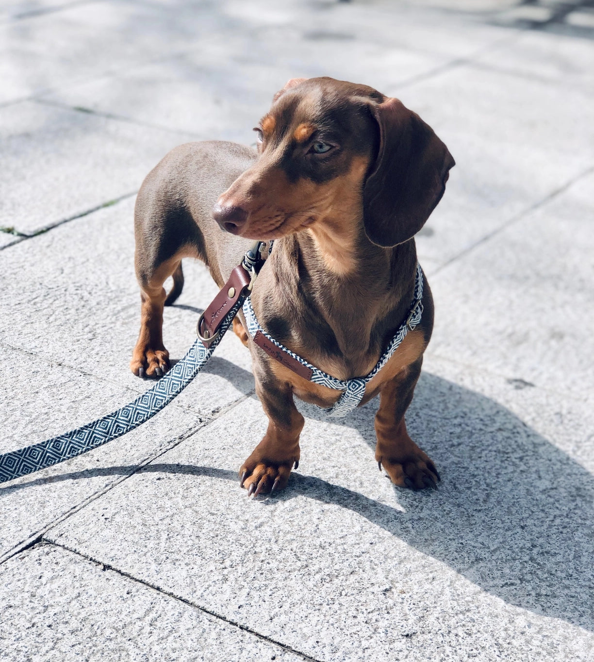 Harnais pour chien - dalton