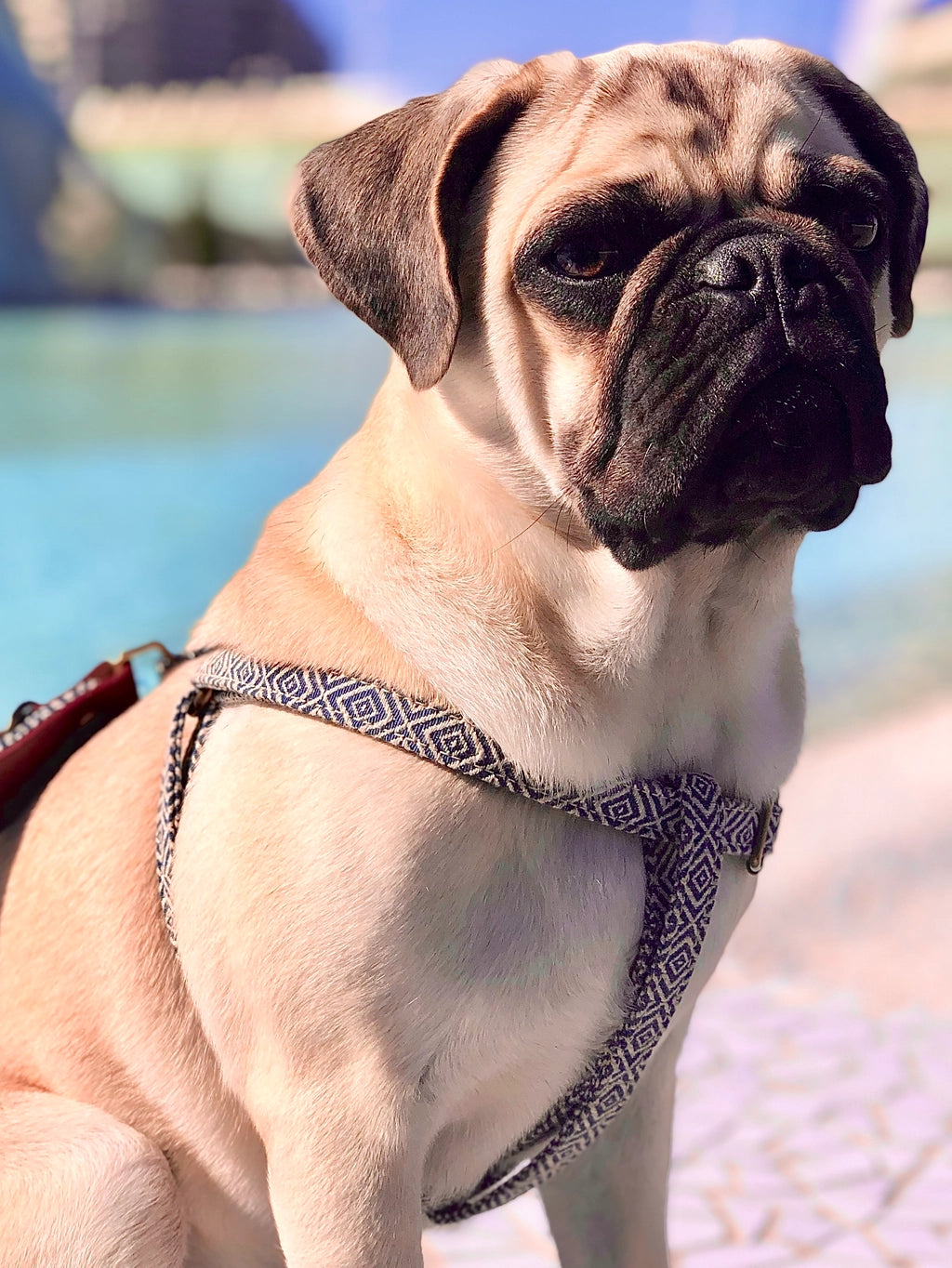 Harnais pour chien - dalton