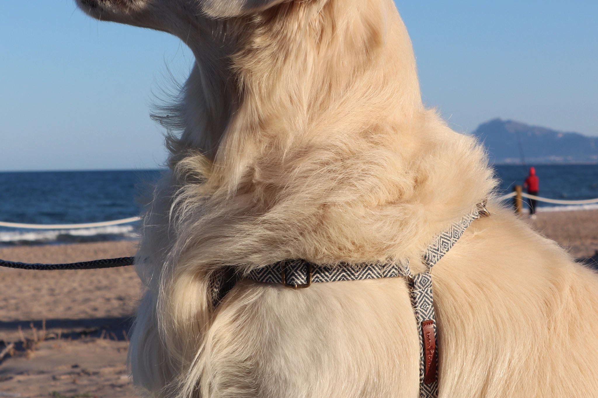 Harnais pour chien - dalton