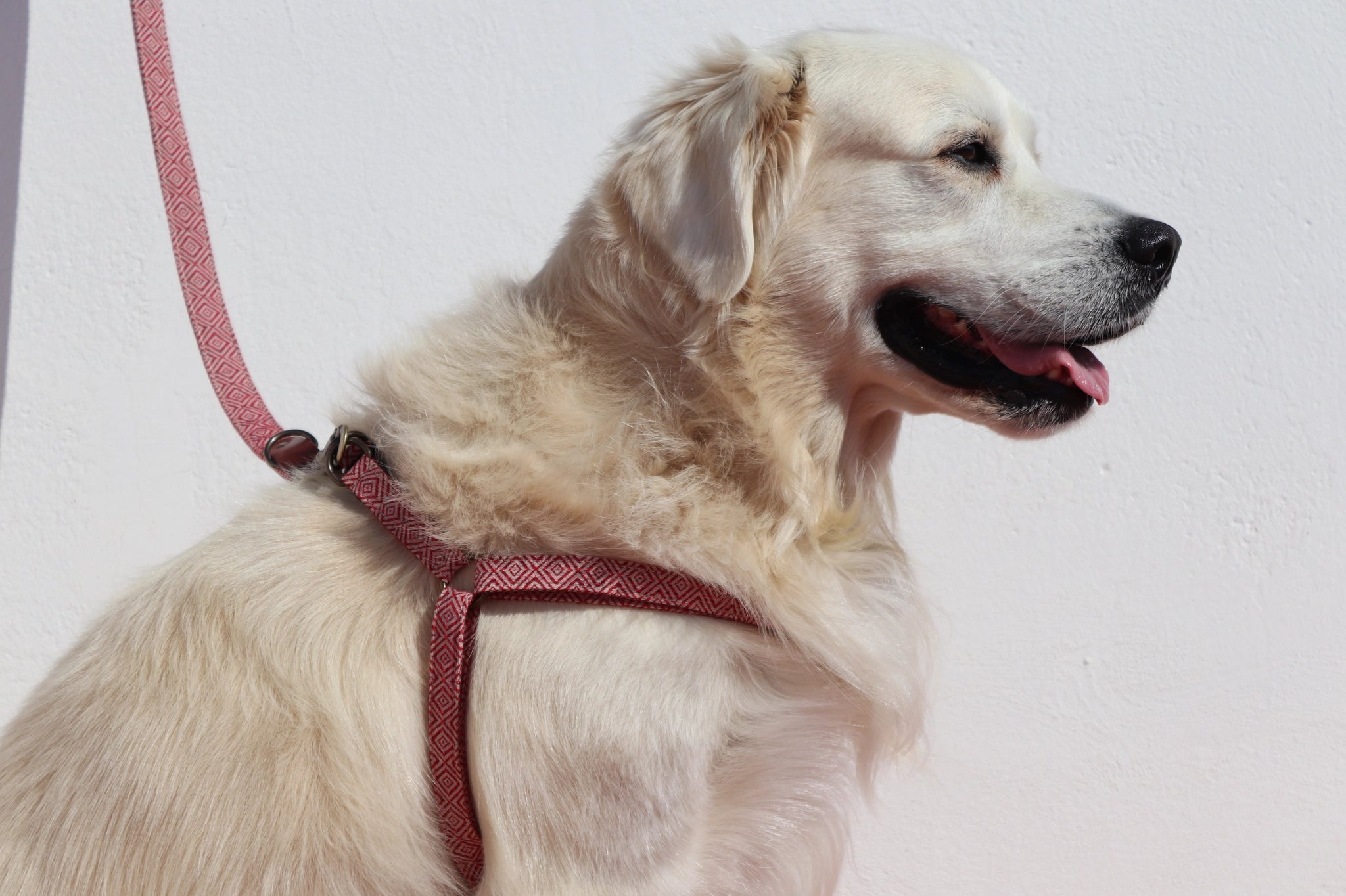 Harnais pour chien - mambo