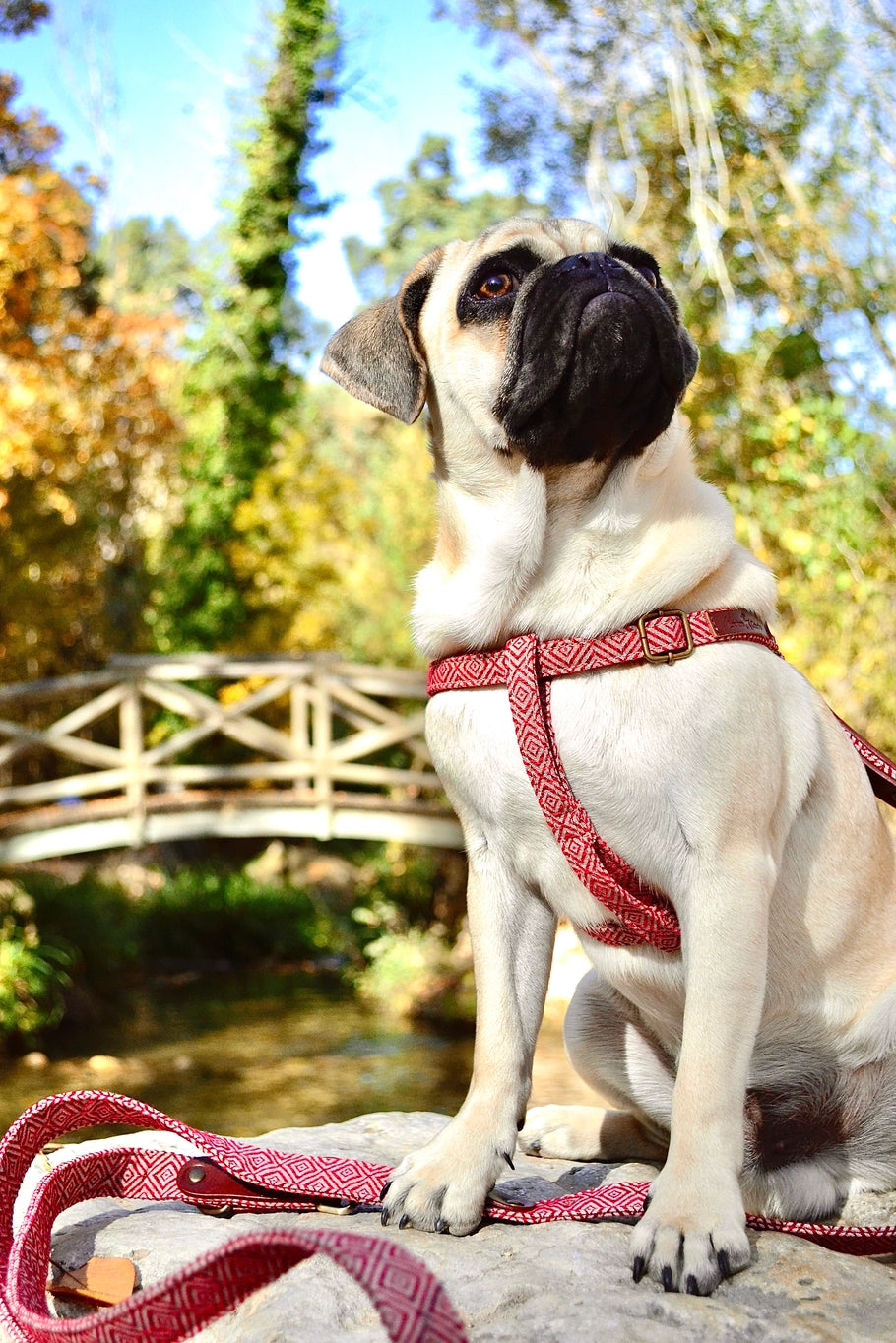 Harnais pour chien - mambo