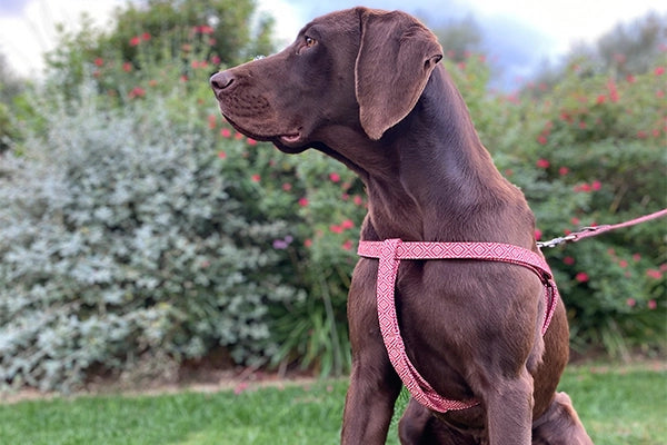 Harnais pour chien - mambo