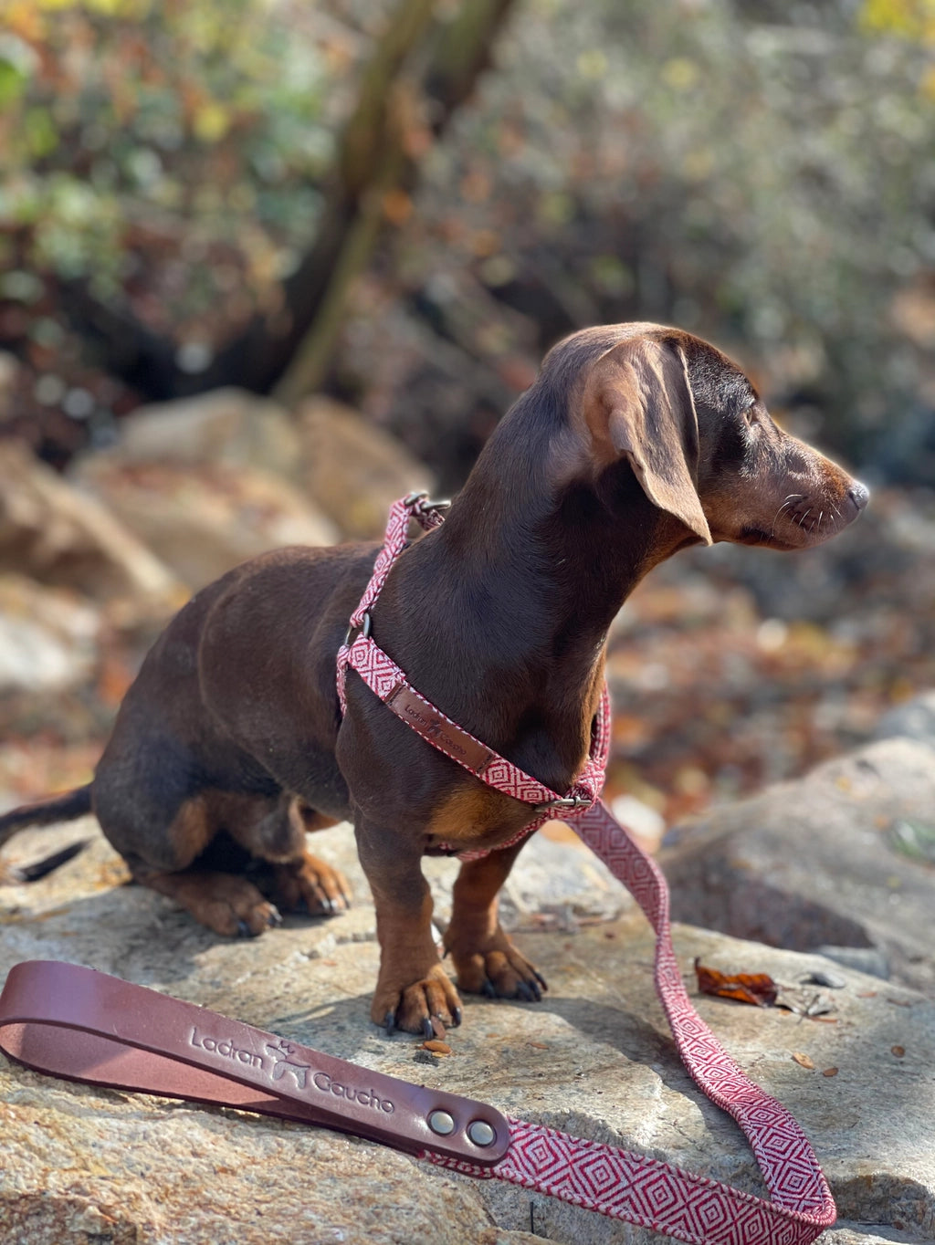 Harnais pour chien - mambo