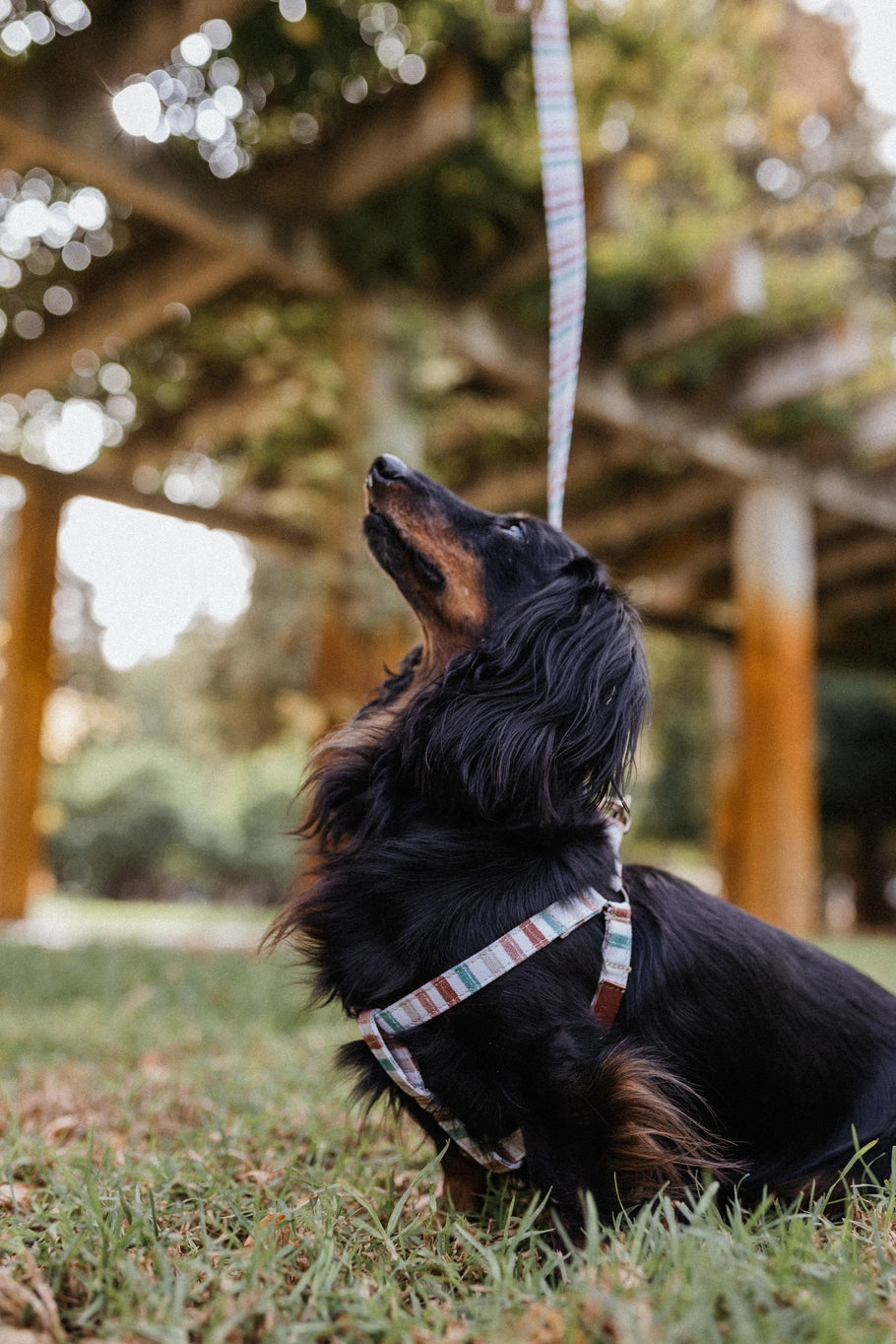 Harnais pour chien - max