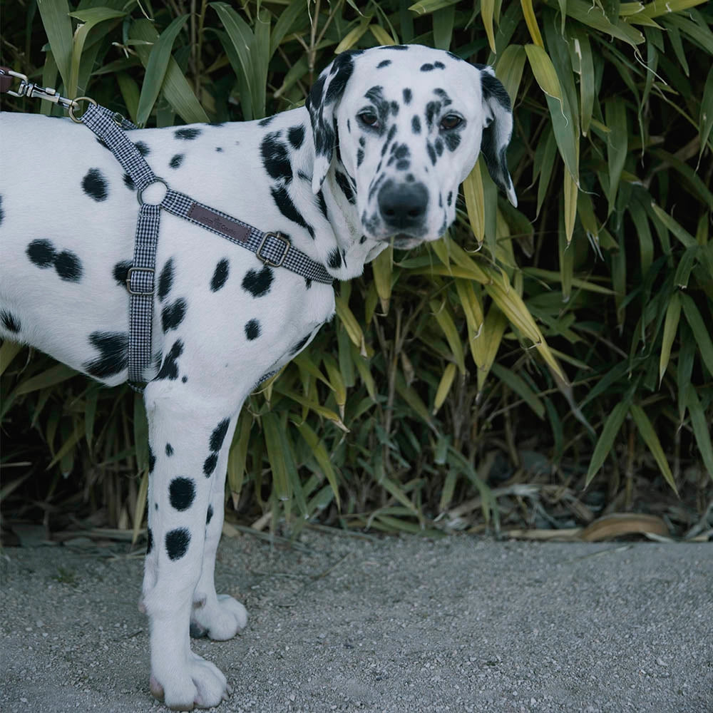 Harnais pour chien - milo