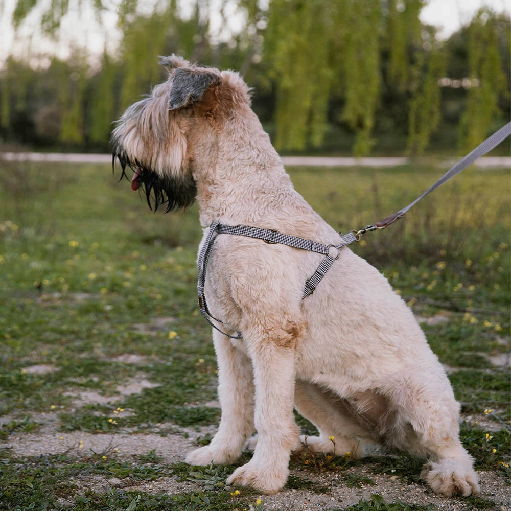 Harnais pour chien - milo