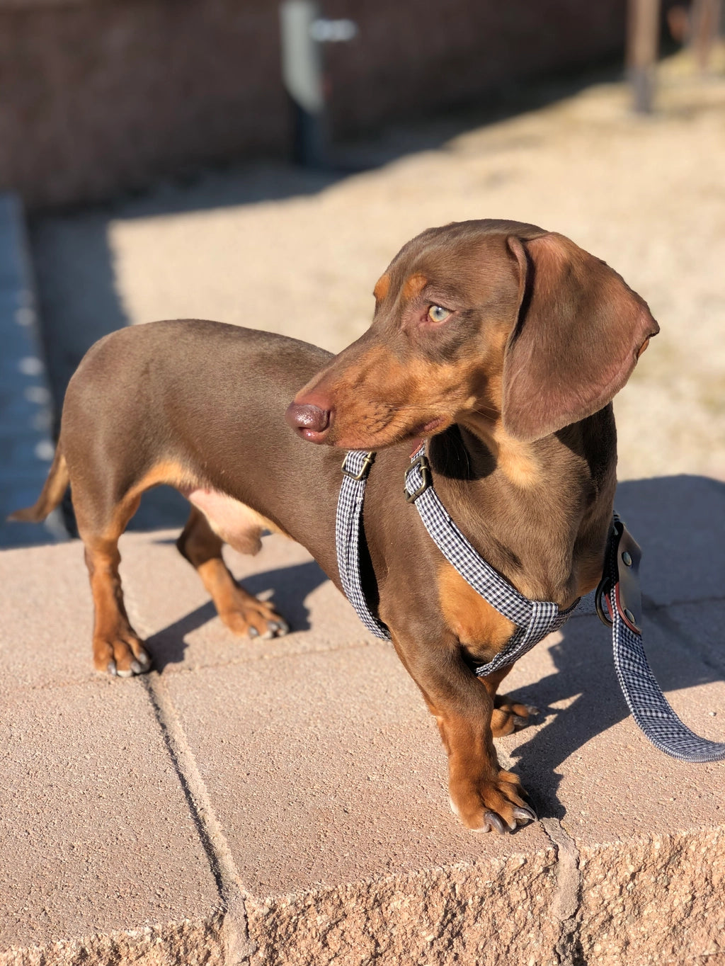 Harnais pour chien - milo