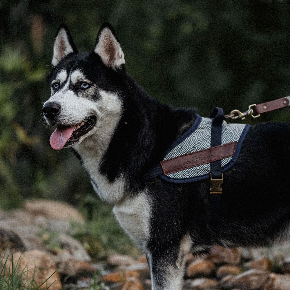 Harnais de sécurité pour chien - dalton