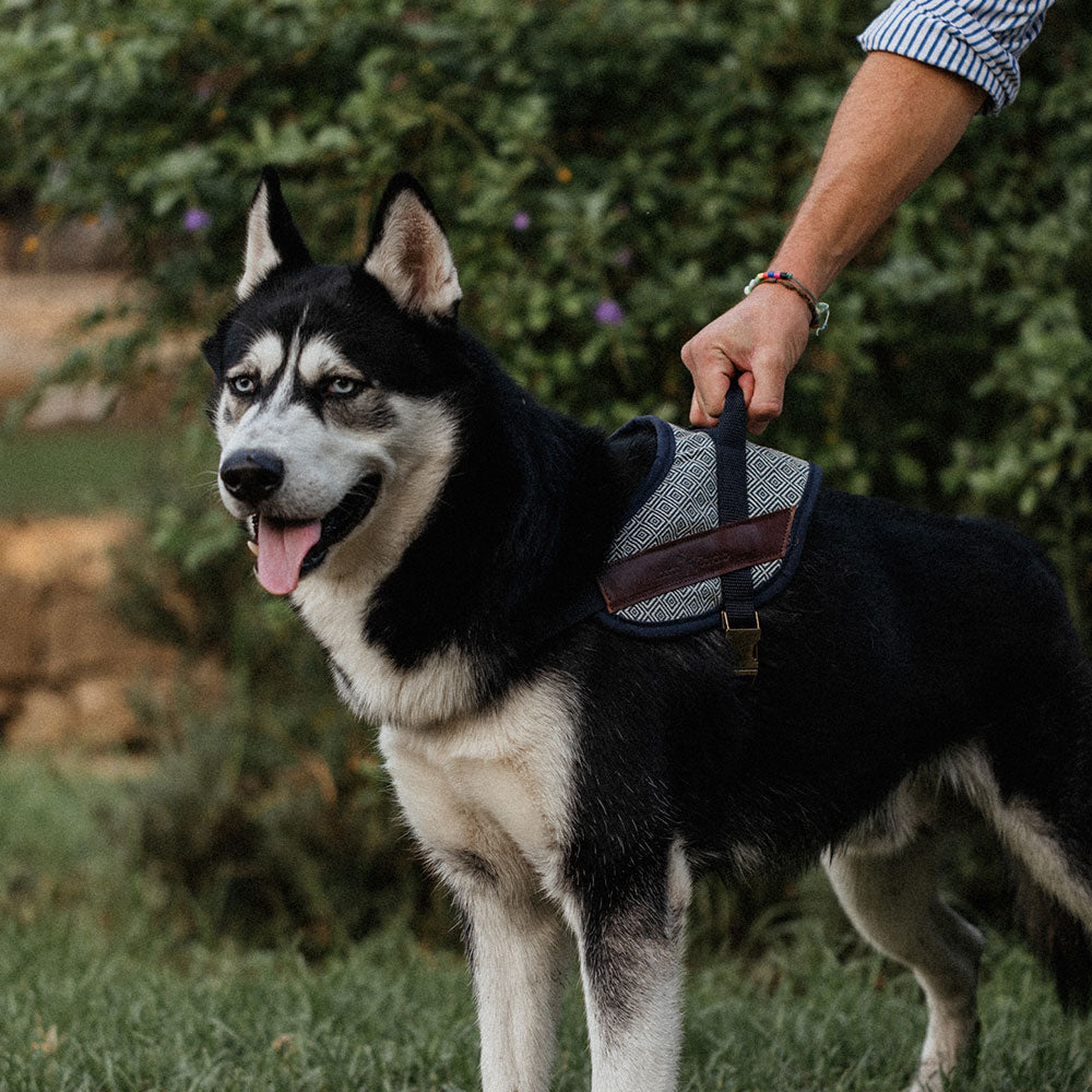 Harnais de sécurité pour chien - dalton