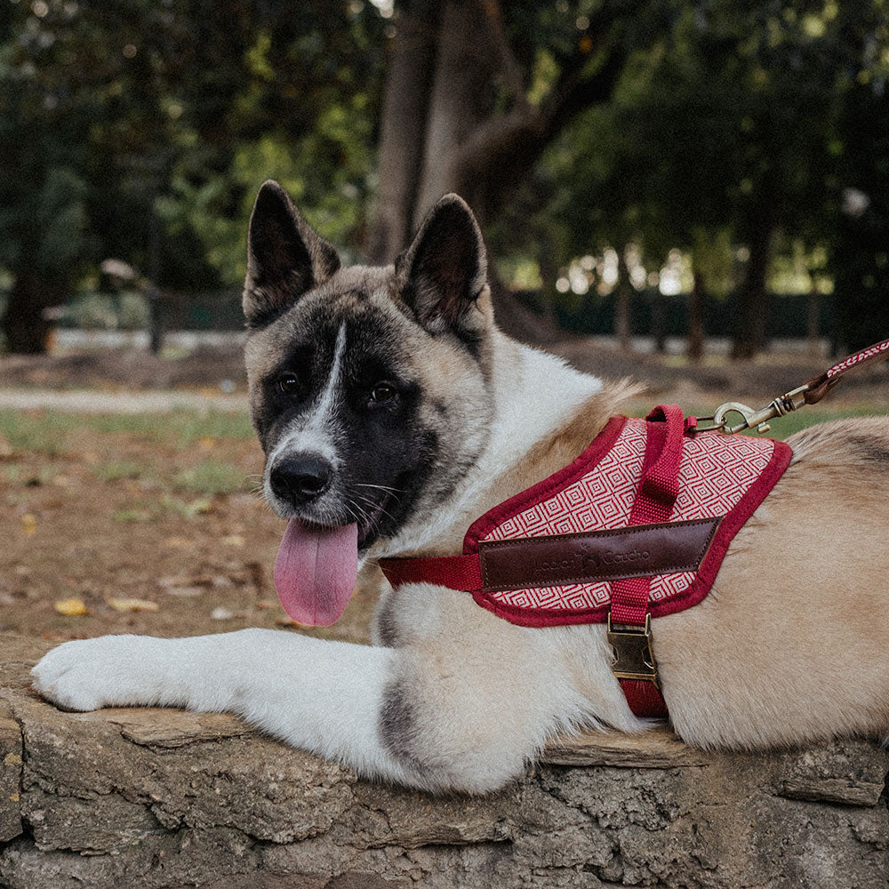 Harnais de sécurité pour chien - mambo