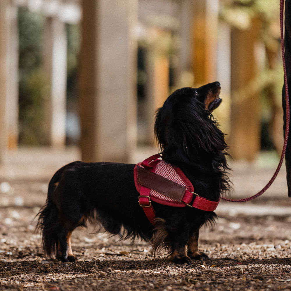 Harnais de sécurité pour chien - mambo