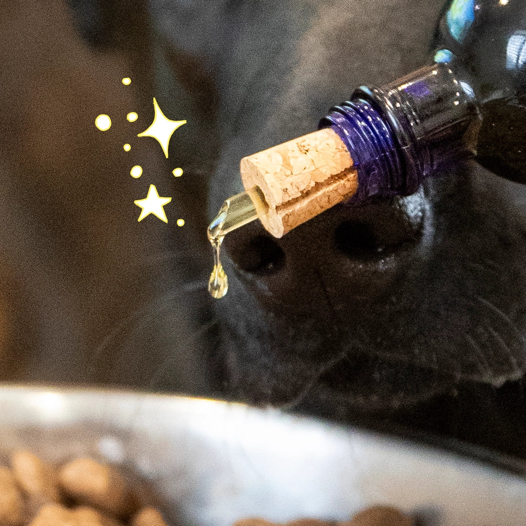 Huile pour chien - équilibre