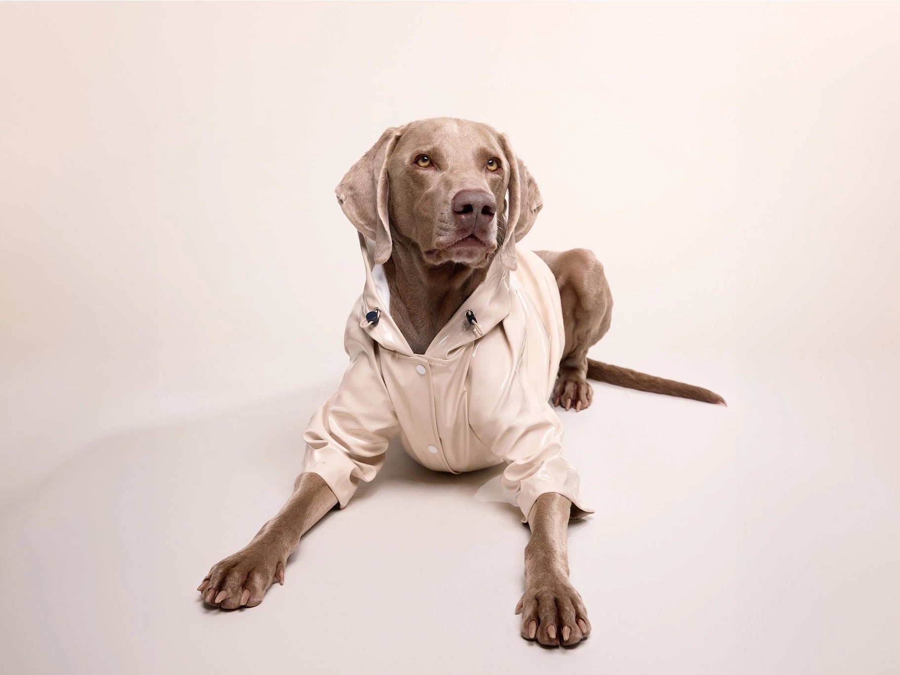 Imperméable pour chien - latte