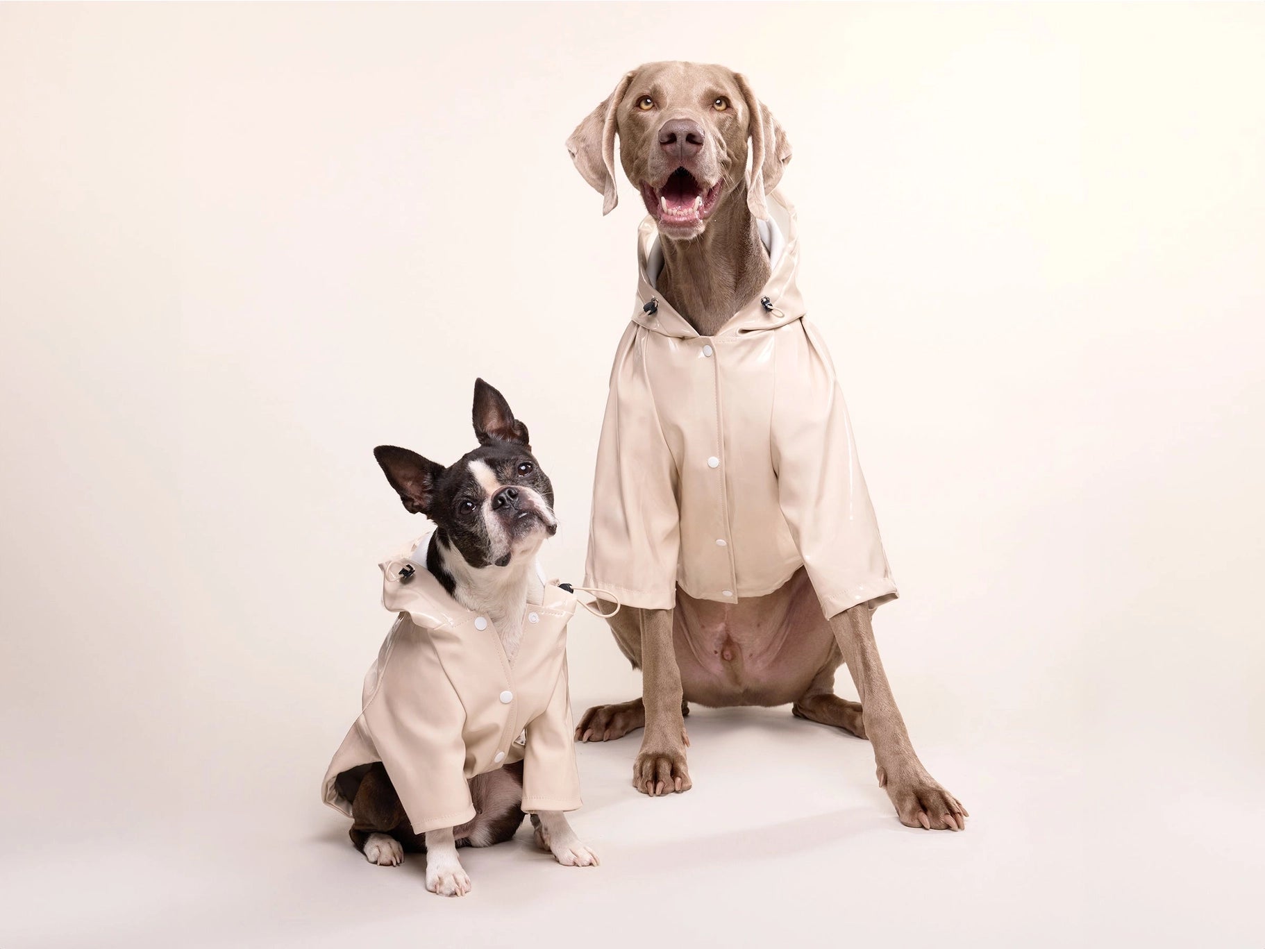 Imperméable pour chien - latte