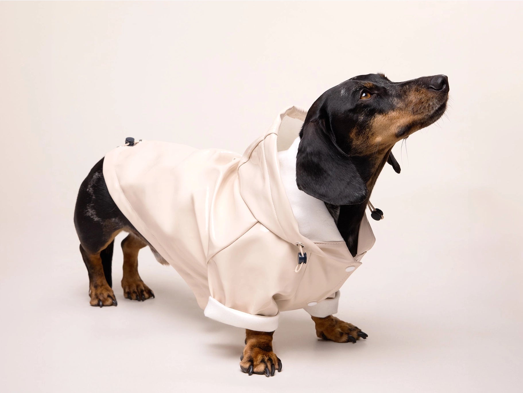 Imperméable pour chien - latte