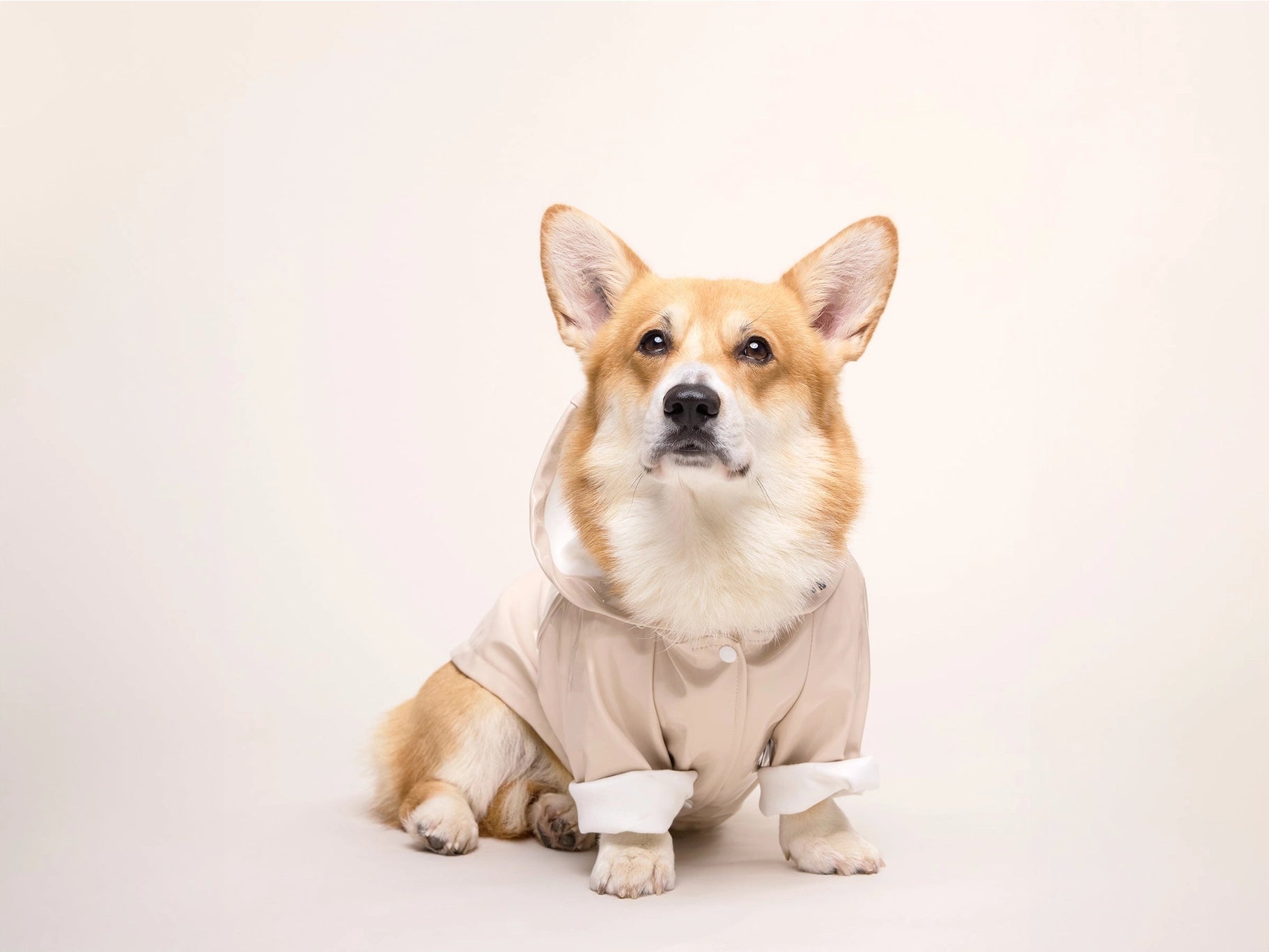 Imperméable pour chien - latte