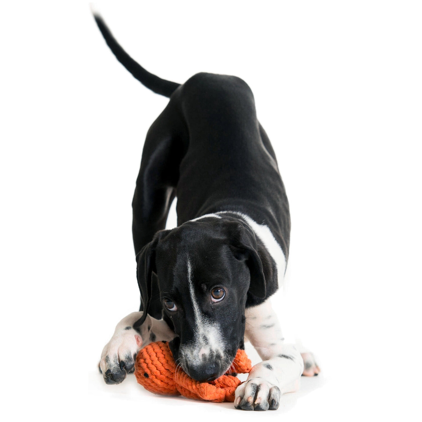 Jouet calamar pour chien - calmar calmar