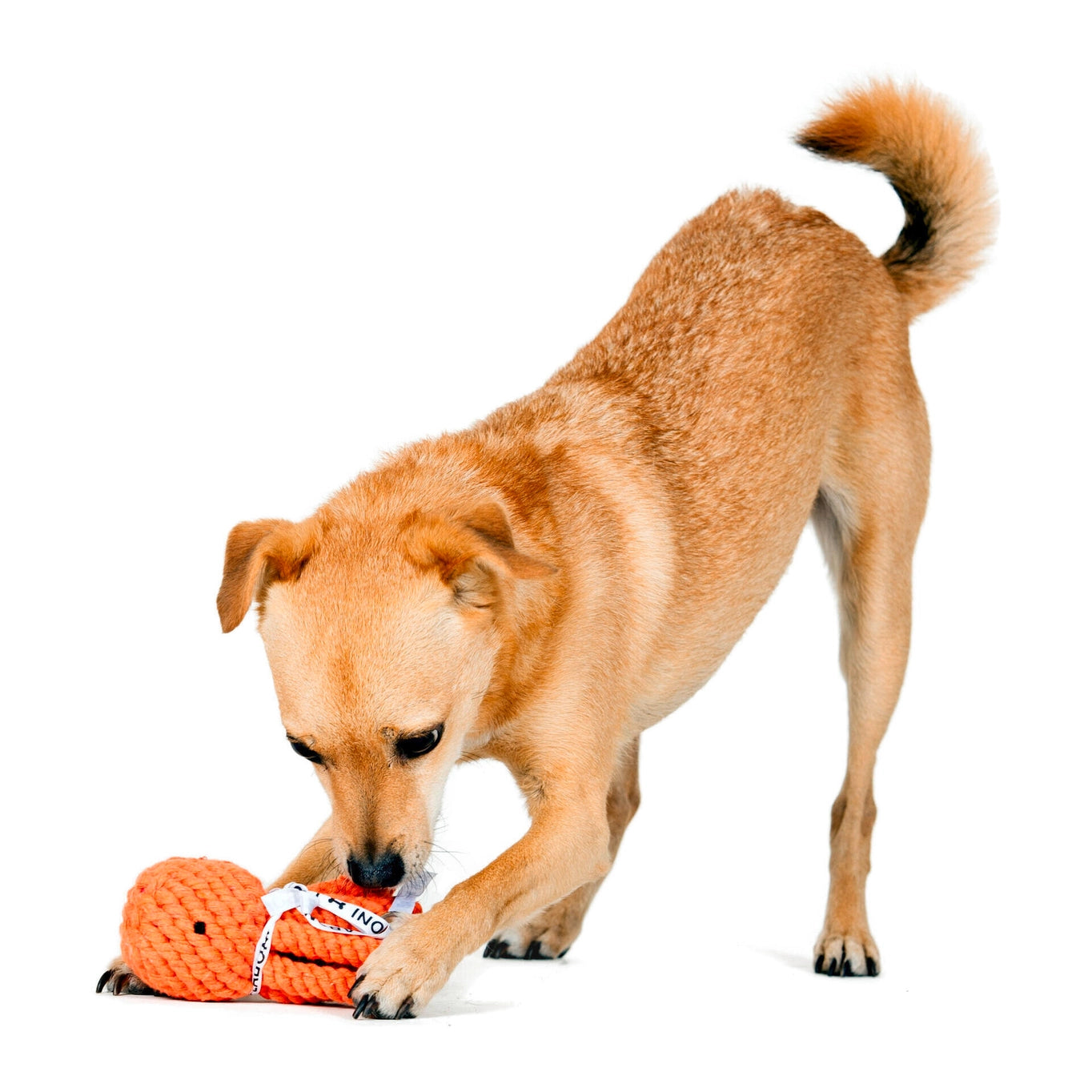 Jouet calamar pour chien - calmar calmar