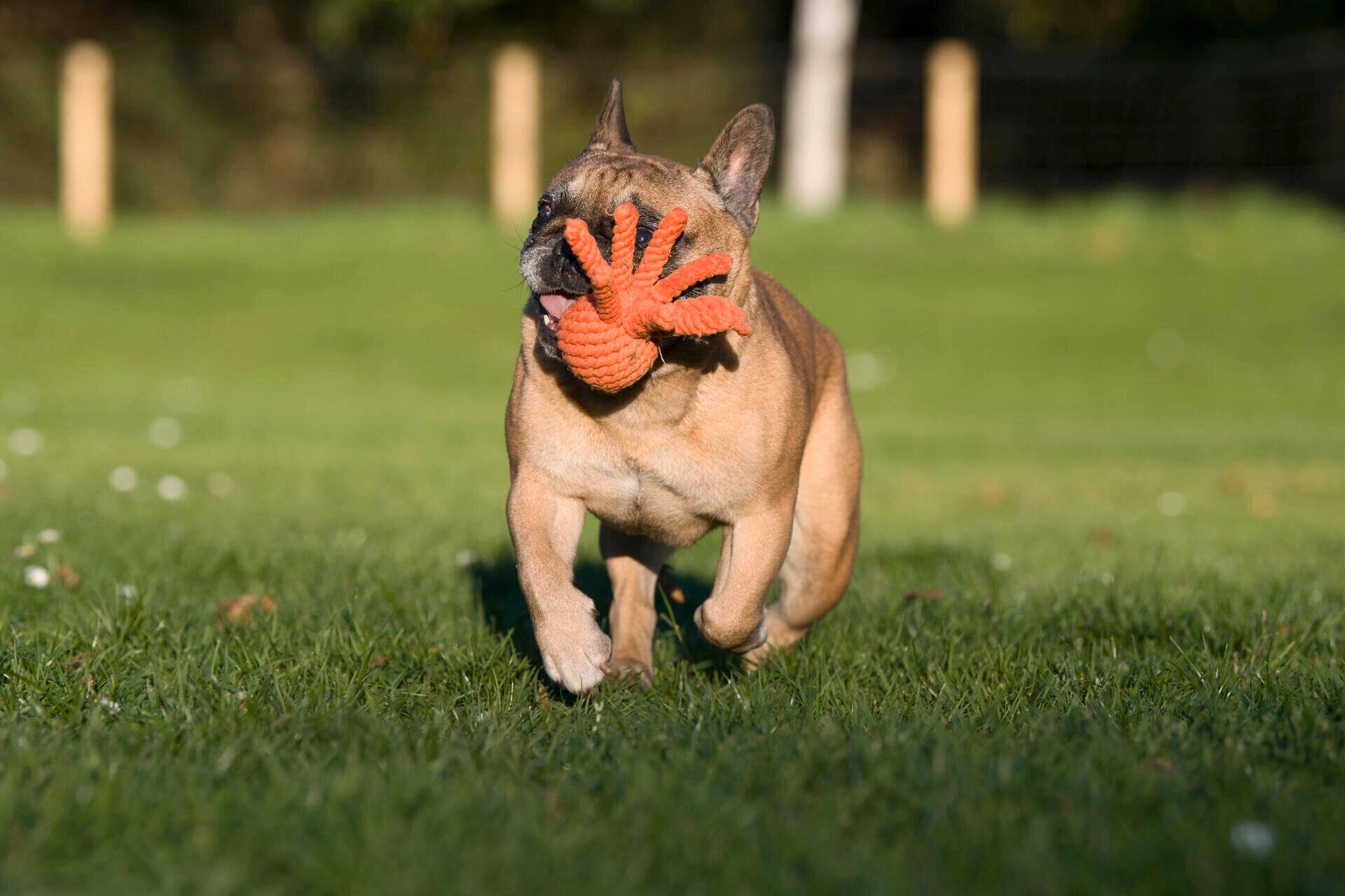 Jouet calamar pour chien - calmar calmar