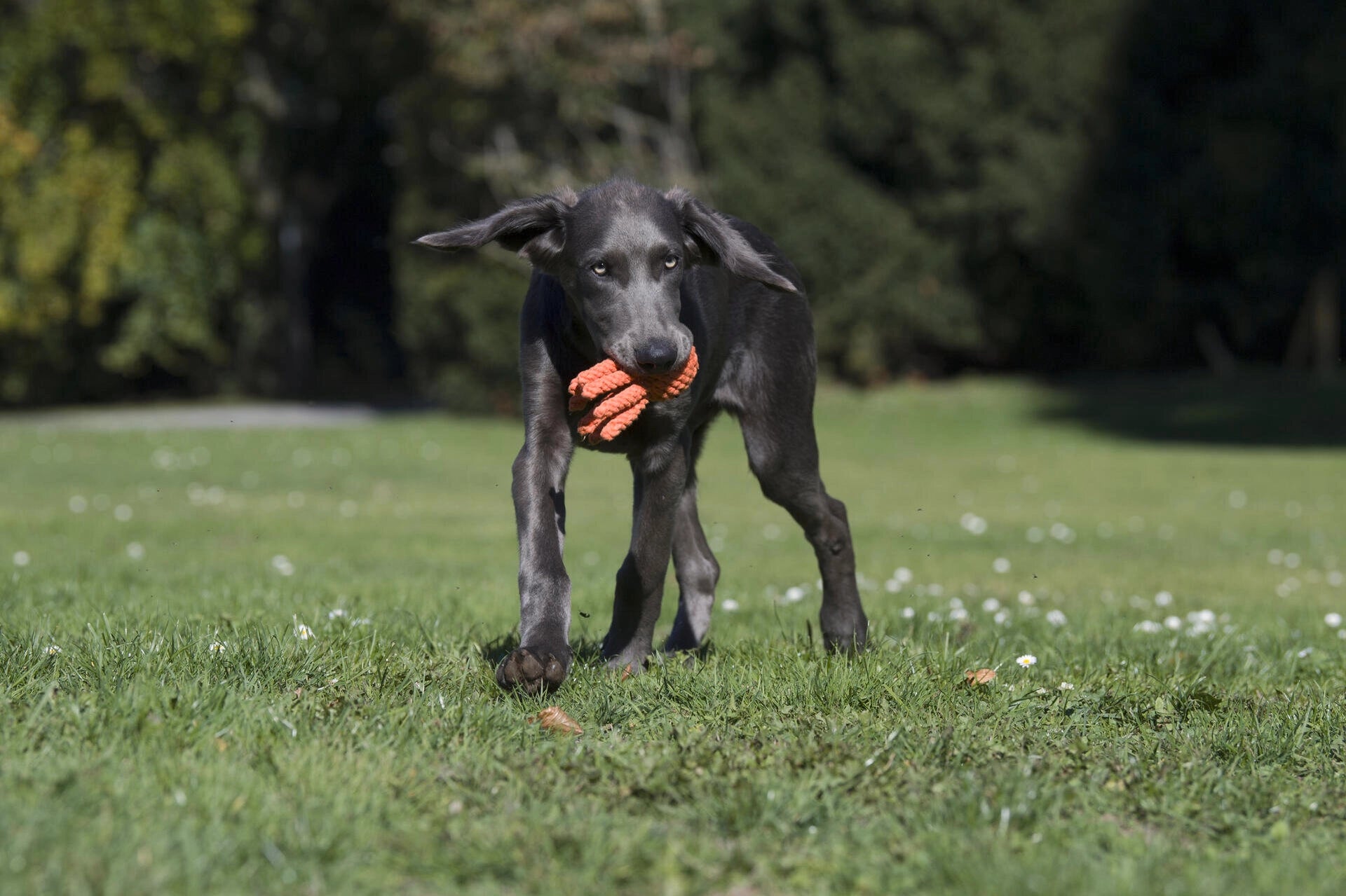 Jouet calamar pour chien - calmar calmar