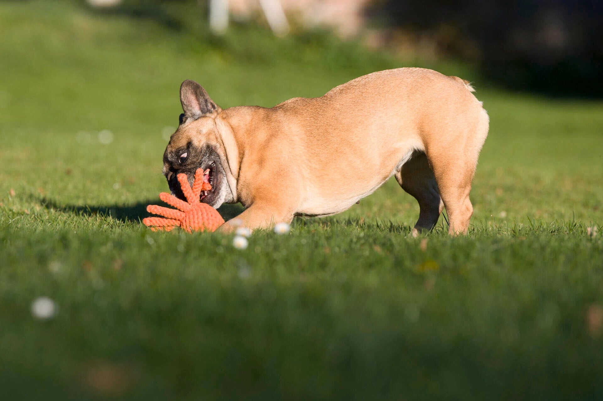 Jouet calamar pour chien - calmar calmar