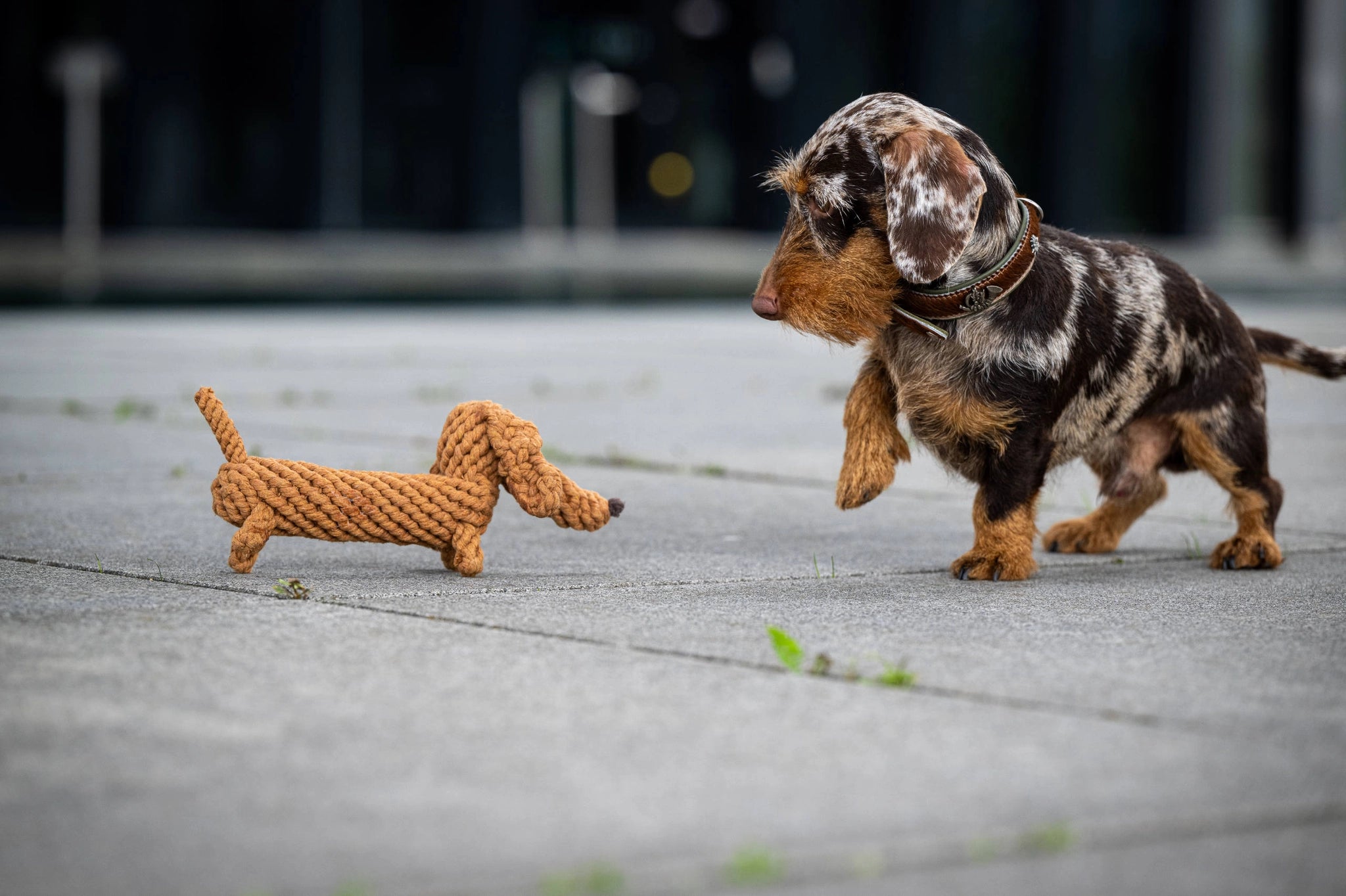 Jouet chien pour chien - diego dackel