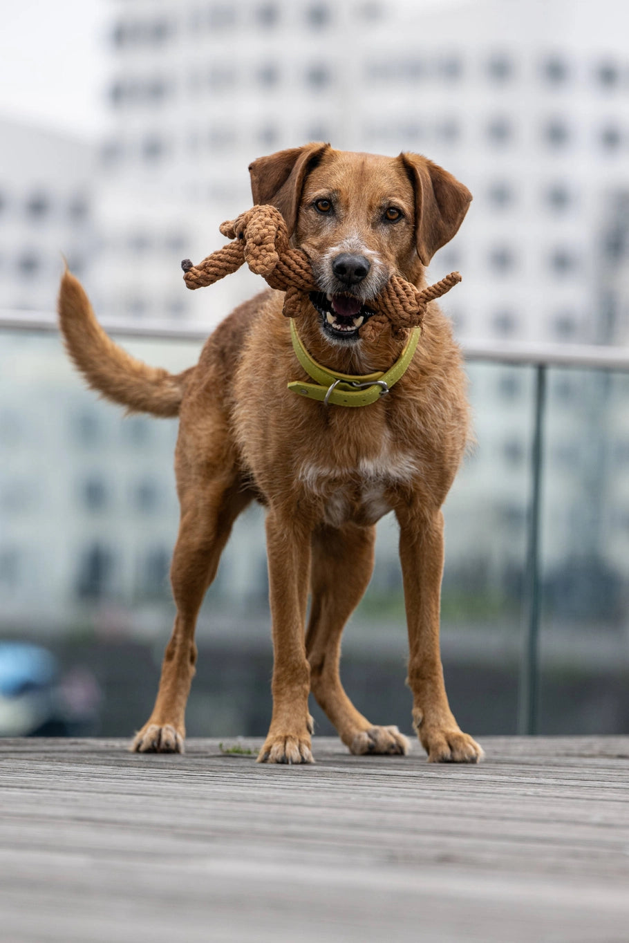 Jouet chien pour chien - diego dackel