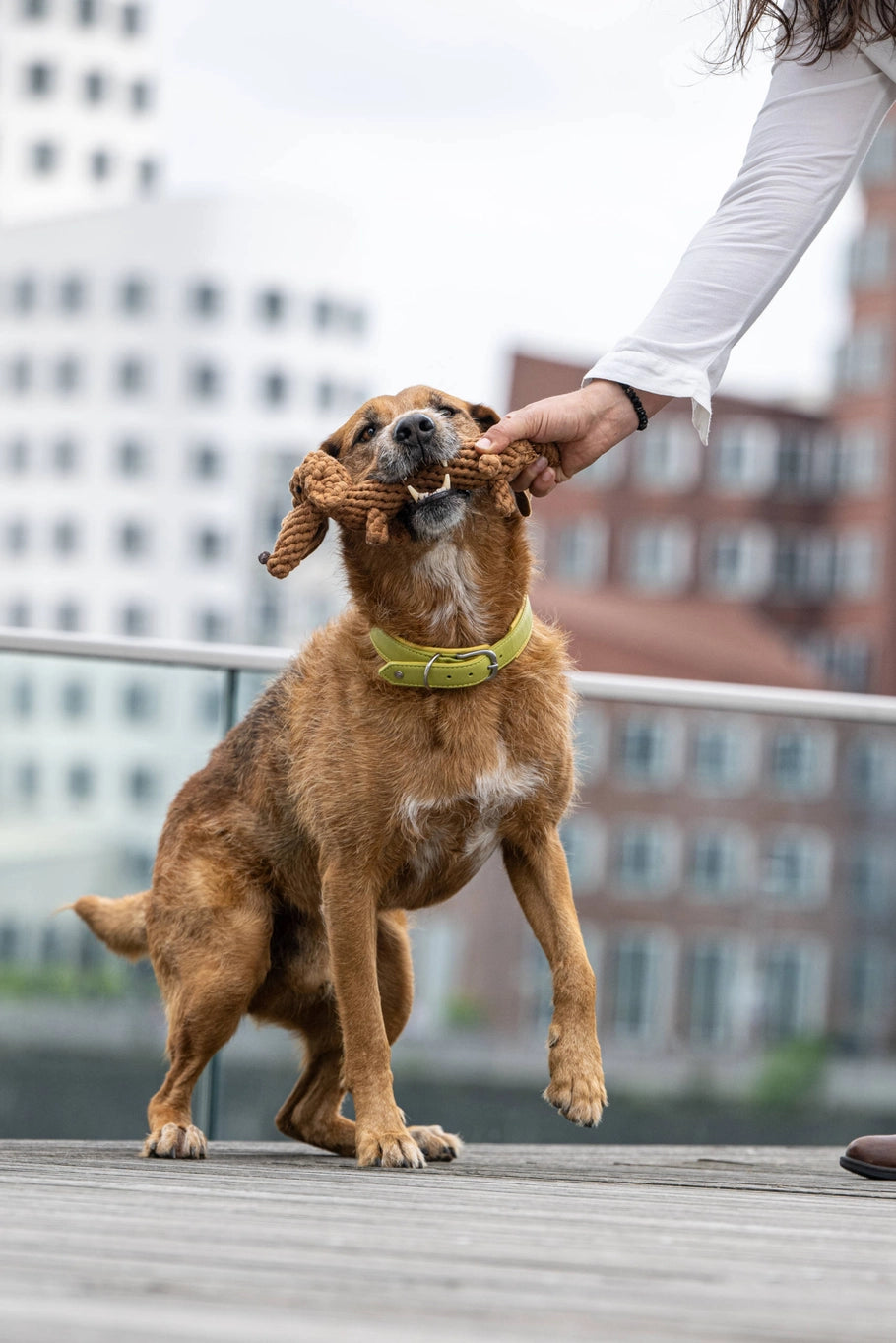 Jouet chien pour chien - diego dackel