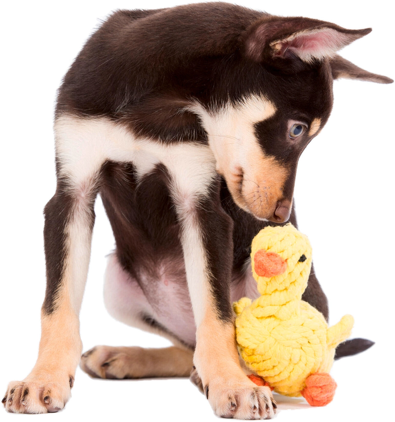 Jouet canard pour chien - emma ente