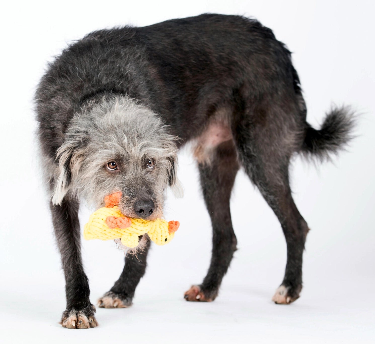 Jouet canard pour chien - emma ente