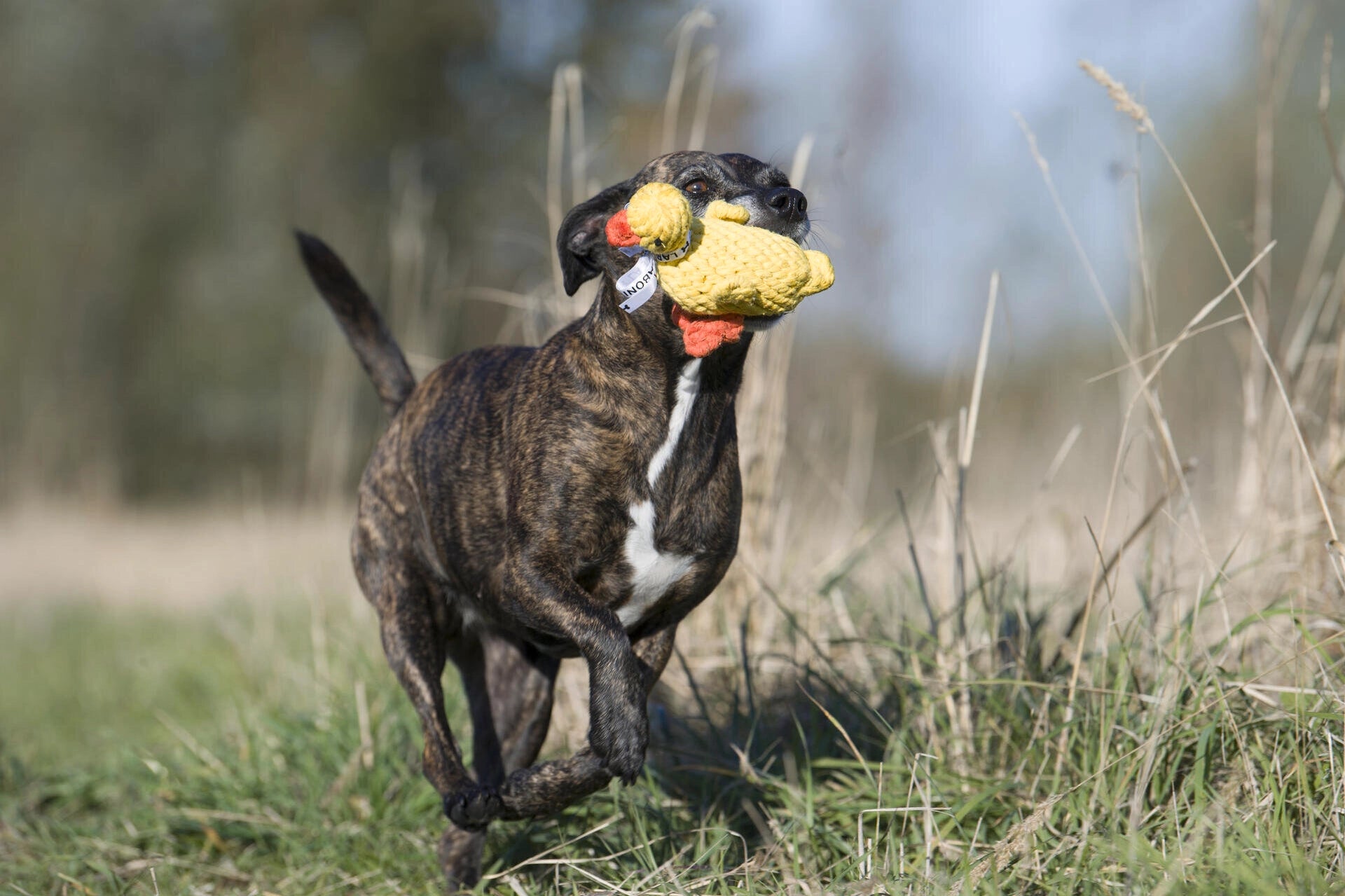 Jouet canard pour chien - emma ente