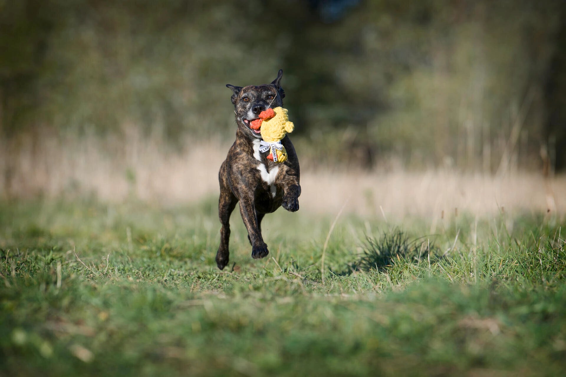 Jouet canard pour chien - emma ente