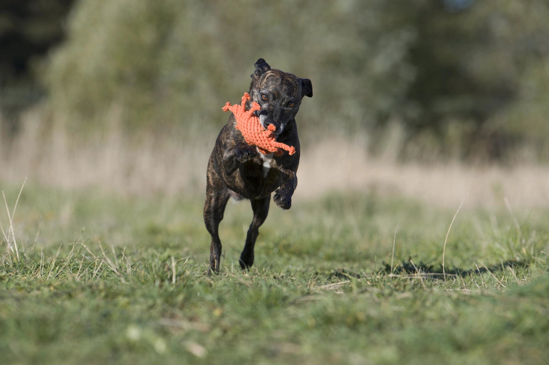 Jouet crabe pour chien - kristof krabbe