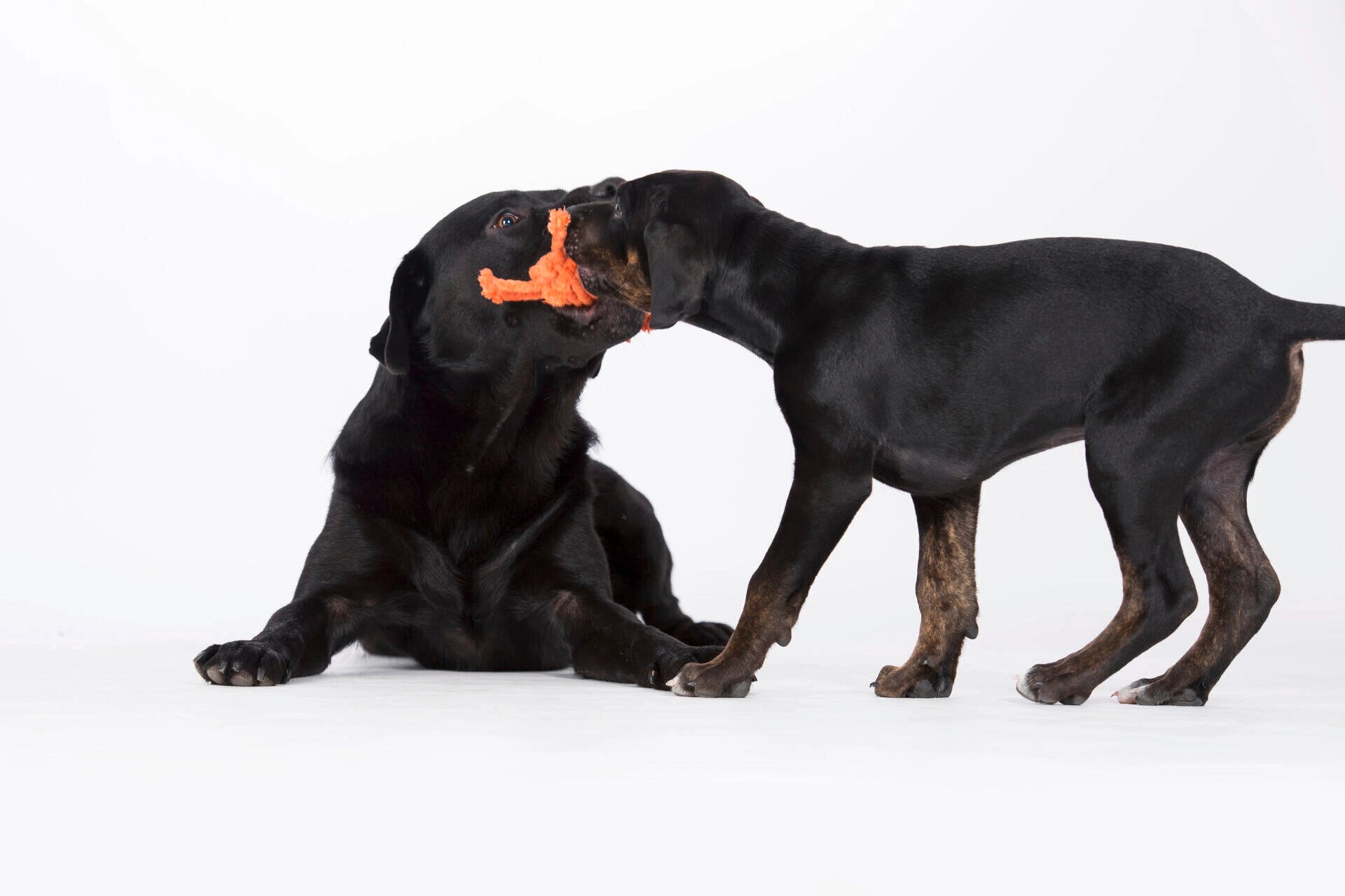 Jouet crabe pour chien - kristof krabbe