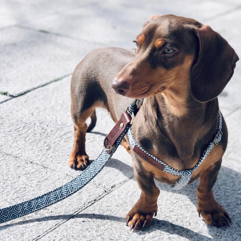 Laisse pour chien - dalton